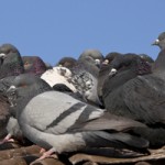 Bird Barrier Systems in Las Vegas
