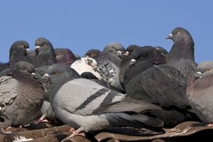 Bird Barrier Systems in Las Vegas